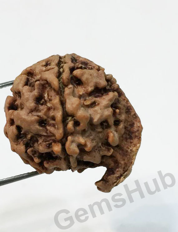 Natural Nepali Ganesh Rudraksha Premium Quality